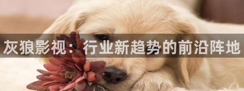 奇优影院最新电影